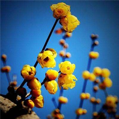 管家婆一码一肖资料大全下载手机版